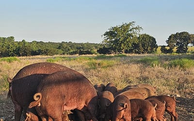 Purebred Red Wattle and crossbred Red Wattle/Mangalitsa feeder piglets.