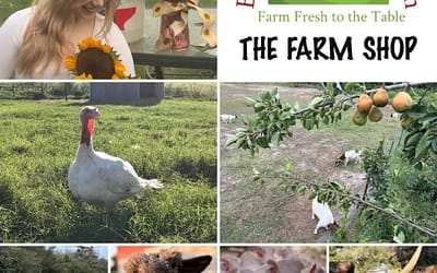 Boniol Farm & Ranch one stop shop for all your local meat, produce and sunflowers!  🌻