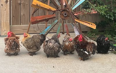 Bantam chickens