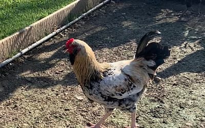 Easter Egger Cockerels
